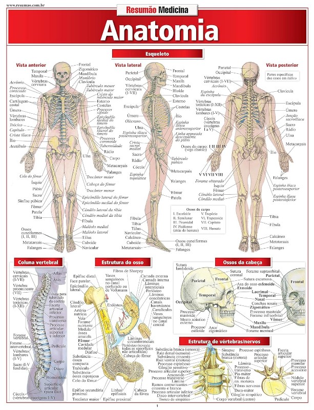ANATOMIA RESUMAO